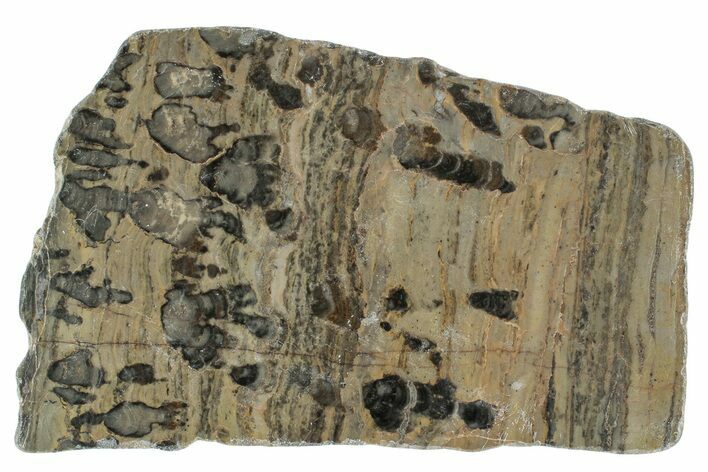 Polished Proterozoic Stromatolite (Yelma) Slab - Australia #239986